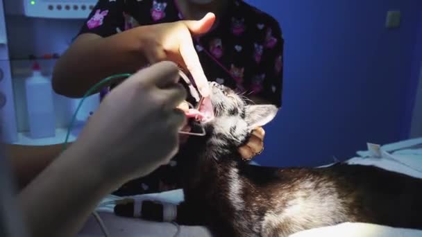 Two Female Veterinarians Placing Endotracheal Tube Sedated Cat Surgery — Stock Video