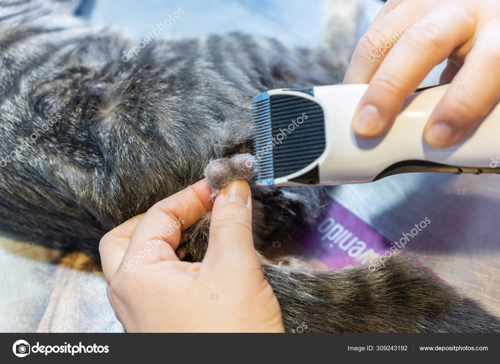 Shaving testicles for feline orchiectomy Stock Photo by ©Gaibru_Photo  309243192