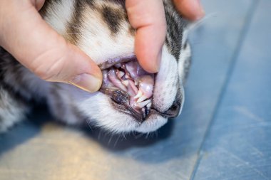Veteriner bir kedi ağzı inceleyerek