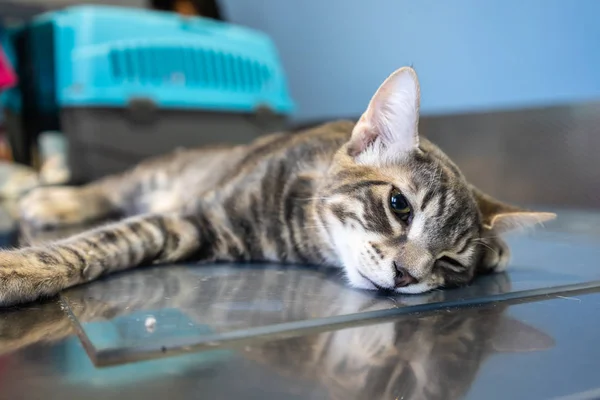 Bir veteriner tarafından incelenen yatıştırıcı kedi