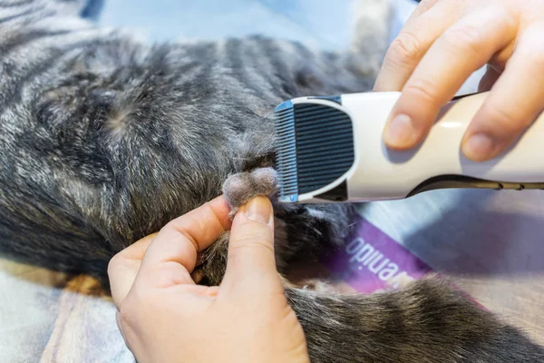 Shaving testicles for feline orchiectomy — Stock Photo, Image