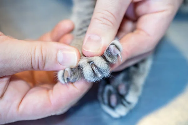 Vet nurse examining the claws of a cat — Stock Photo, Image