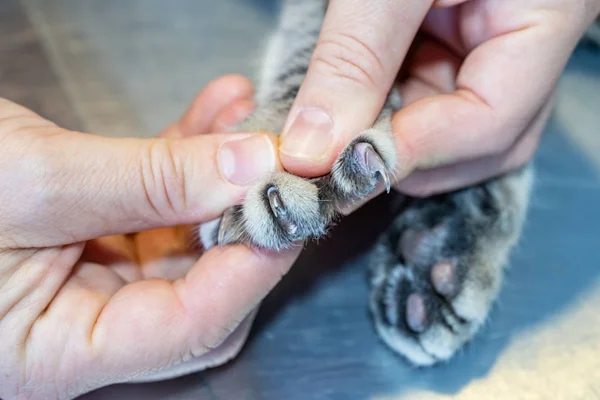 Vet nurse examining the claws of a cat — Stock Photo, Image