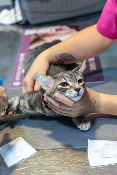 Chat tenu par une infirmière vétérinaire pendant qu'un vétérinaire prélève du sang avec un cathéter — Photo