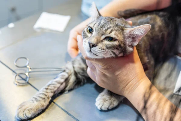 Gato segurado por uma enfermeira veterinária enquanto um veterinário tira sangue com um cateter — Fotografia de Stock