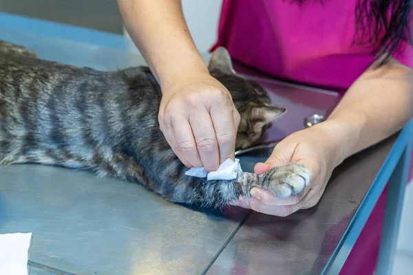 Chat tenu par une infirmière vétérinaire pendant qu'un vétérinaire prélève du sang avec un cathéter — Photo
