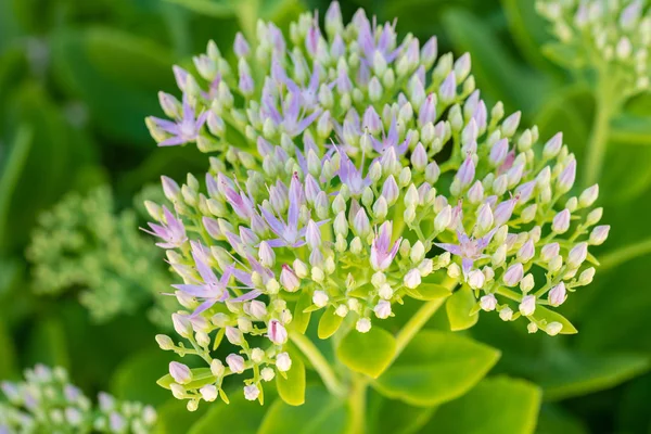 Sedum telephium'un makro görünümü — Stok fotoğraf