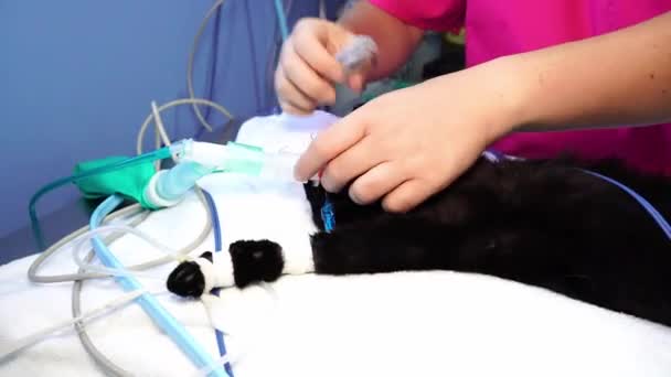 兽医妇女把脉搏血氧仪放在猫的舌头上 — 图库视频影像