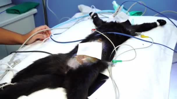 Κτηνιατρική Νοσοκόμα Καθαρίζοντας Την Κοιλιά Της Γάτας Πριν Από Χειρουργική — Αρχείο Βίντεο