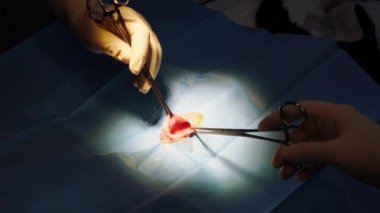 Veteriner ve hemşire kedi hadım ameliyatında yumurtalıklarını çıkarıyor.