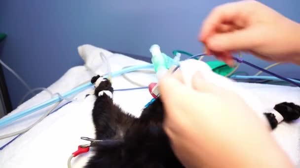 Mulher Veterinária Colocando Oxímetro Pulso Língua Gato — Vídeo de Stock