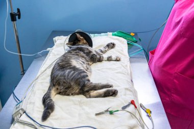 Oksijen maskeli tekir kedi.