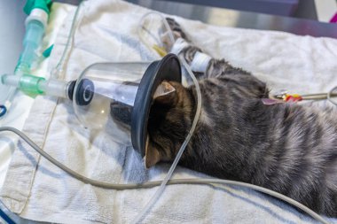 Sakinleştirici kediye veteriner tarafından yerleştirilen elektrot.