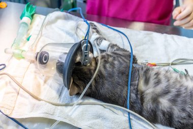 Sakinleştirici kediye veteriner tarafından yerleştirilen elektrot.