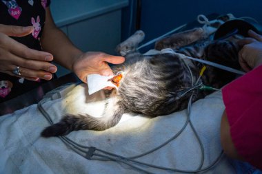 Kedi ameliyatından önce cerrahi alanın hazırlanması