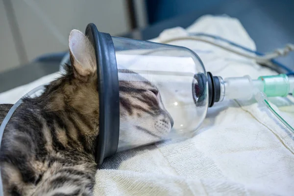 Tabby cat with oxygen mask