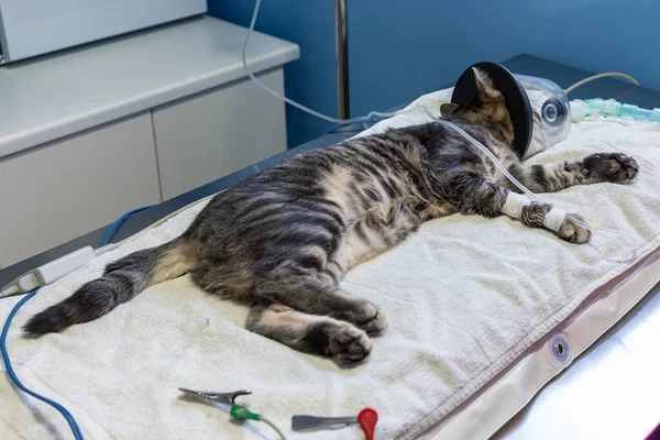 Tabby cat with oxygen mask