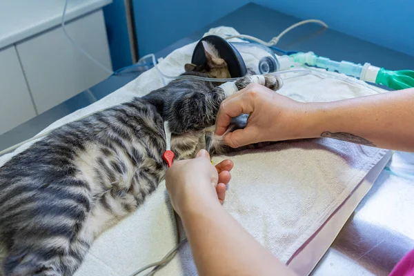 Ecg electrode placing by a veterinarian on a sedated cat — Stock Photo, Image