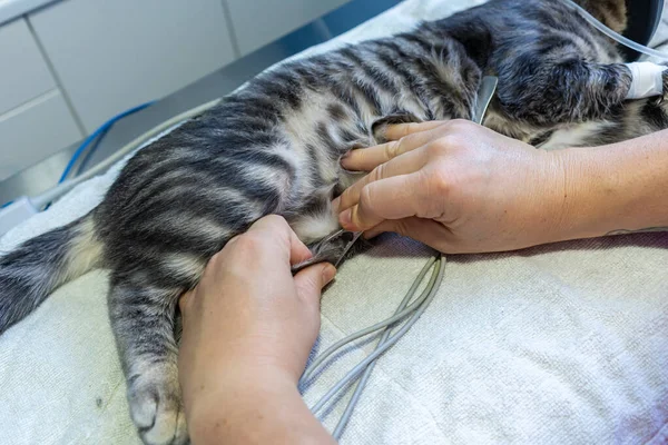 Ecg electrode placing by a veterinarian on a sedated cat — Stock Photo, Image