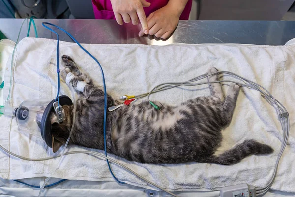 Яичный электрод, помещенный ветеринаром на усыпленного кота — стоковое фото
