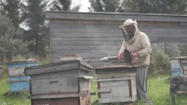 Arılar uçar. Bir adam yazın arıcıdan bal alır..