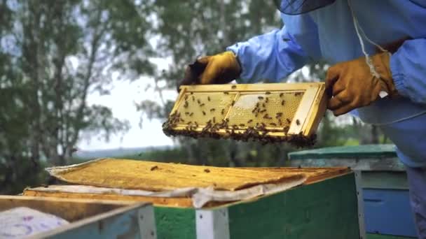 Pszczoły latają. Mężczyzna dostaje miód z pasieki latem. — Wideo stockowe