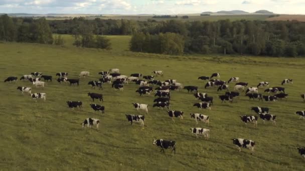 Tagen från en drönare, som kor betar på ett fält. Ryssland, Bashkortostan — Stockvideo