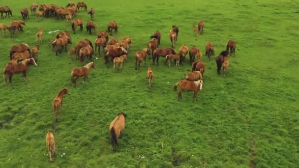 Tiré d'un drone un grand troupeau de chevaux dans un champ. Russie, Bachkortostan 