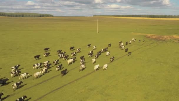 Tiré d'un drone alors que les vaches traversent un champ. Russie, Bachkortostan 