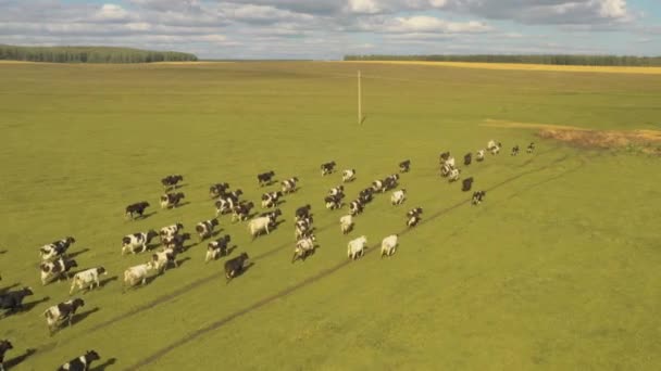 Tirado de um drone enquanto as vacas atravessam um campo. Rússia, Bashkortostan — Vídeo de Stock