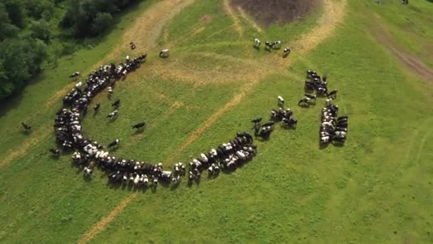 Van een drone genomen als koeien in een cirkel zitten. Rusland, Bashkortostan — Stockvideo