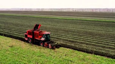 İHA 'dan alınan kırmızı hasat pancar topluyor. Rusya, Bashkortostan