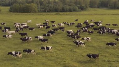 İneklerin tarlada otlaması gibi bir drondan alındı. Rusya, Bashkortostan