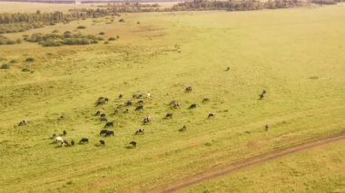 İneklerin tarlada otlaması gibi bir drondan alındı. Rusya, Bashkortostan