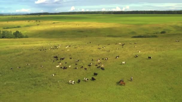 Zabrane z drona, jak krowy pasą się na polu. Rosja, Baszkortostan — Wideo stockowe