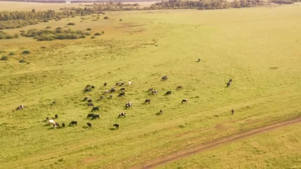 Tiré d'un drone, alors que les vaches paissent dans un champ. Russie, Bachkortostan 