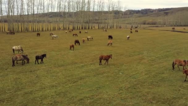 Tagen från en drönare en stor hjord av hästar på en åker. Ryssland, Bashkortostan — Stockvideo