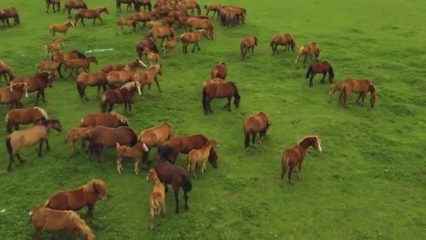 Tiré d'un drone un grand troupeau de chevaux dans un champ. Russie, Bachkortostan 