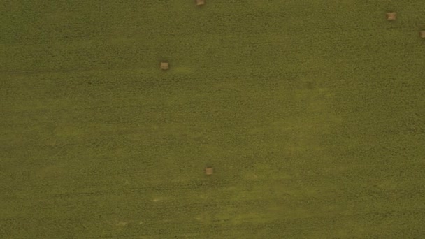 Egy drónról szedve, egy vörös arató áthajt egy mezőn. Oroszország, Bashkortostan — Stock videók