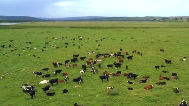 Tagen från en drönare, som kor betar på ett fält. Ryssland, Bashkortostan — Stockvideo