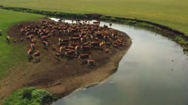 İHA 'dan büyük bir Bos boğa ineği sürüsü alındı. Rusya, Bashkortostan