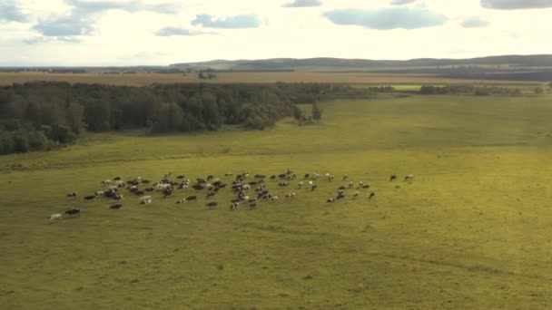 Взяті з дрона, як корови пасуться на полі. Росія, Башкортостан — стокове відео