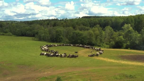 Tomado de un dron mientras las vacas se sientan en un círculo. Rusia, Bashkortostán — Vídeos de Stock