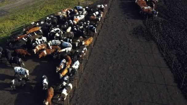 Tagen från en drönare en stor flock kor i en hage. Ryssland, Bashkortostan — Stockvideo