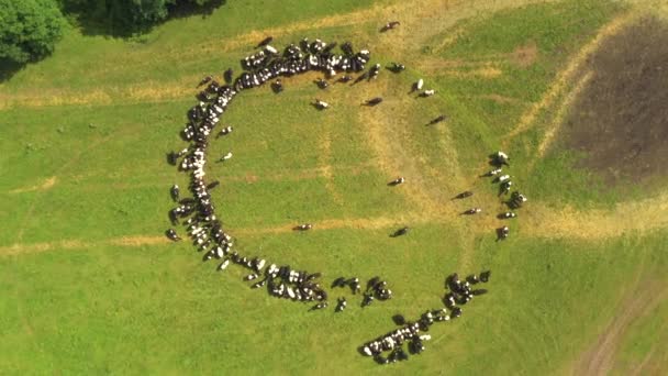 Tomado de un dron mientras las vacas se sientan en un círculo. Rusia, Bashkortostán — Vídeos de Stock