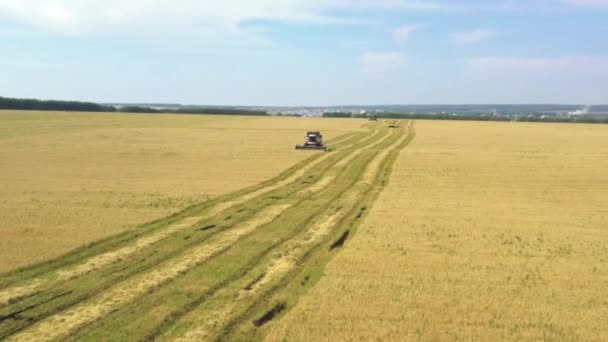 İnsansız hava aracından alınan gri bir hasat aracı tarladan geçiyor. Rusya — Stok video