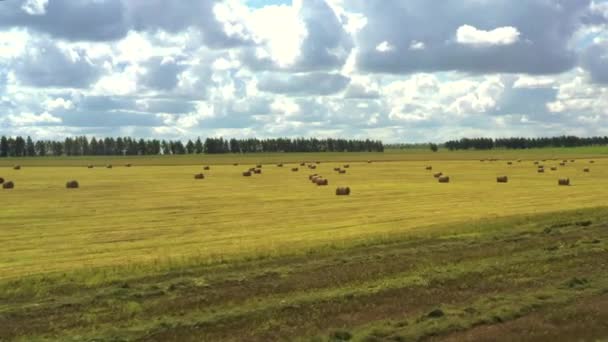 Снято с беспилотника, как коровы пасутся в поле. Russia, Krasnodar — стоковое видео