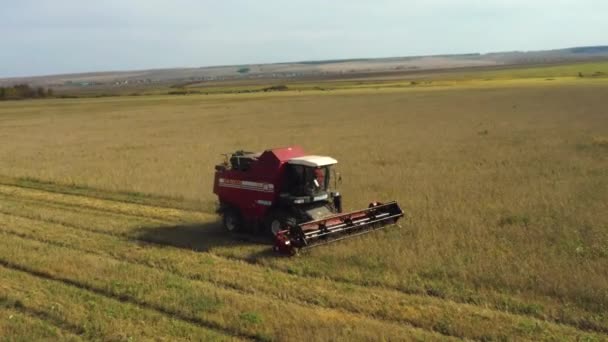 İnsansız hava aracından alınan kırmızı bir hasat aracı tarladan geçiyor. Rusya, Bashkortostan — Stok video