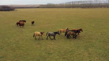 İnsansız hava aracından alındı. Bir tarlada büyük bir at sürüsü. Rusya, Bashkortostan