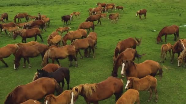 Tomado de um drone uma grande manada de cavalos em um campo. Rússia, Bashkortostan — Vídeo de Stock
